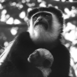 Colobus Monkey holding in its baby, Kiambethu tea farm, Kenya