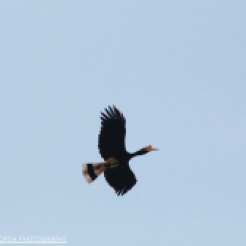 Rhinoceros Hornbill in flight