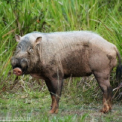 Malay Bearded Pig in the Maliau Basin